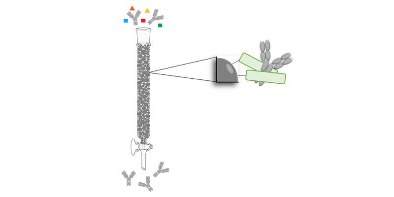 Affinity ligands of the Fc region of antibodies