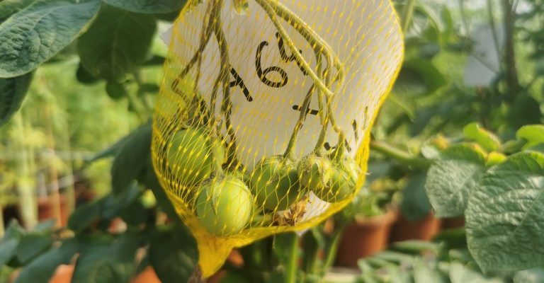 KIS Mangart – Slovenian Potato Variety