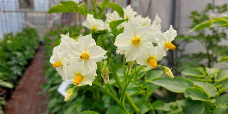 KIS Krka – Slovenian Potato Variety